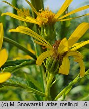 Senecio paludosus (starzec bagienny)