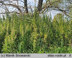 Urtica galeopsifolia (pokrzywa poziewnikolistna)