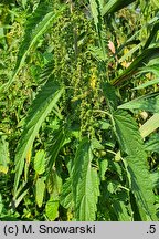 Urtica galeopsifolia (pokrzywa poziewnikolistna)