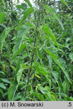 Urtica galeopsifolia (pokrzywa poziewnikolistna)