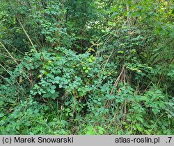 Rubus bifrons (jeżyna dwubarwna)