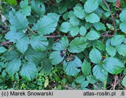 Rubus bifrons (jeżyna dwubarwna)