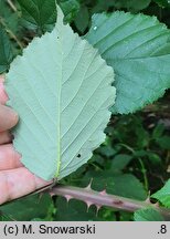Rubus bifrons (jeżyna dwubarwna)