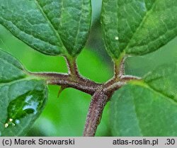 Rubus bifrons (jeżyna dwubarwna)