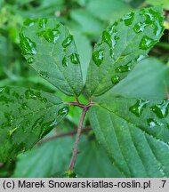 Rubus bifrons (jeżyna dwubarwna)
