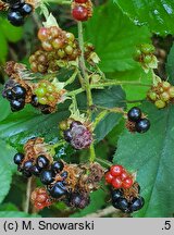 Rubus bifrons (jeżyna dwubarwna)