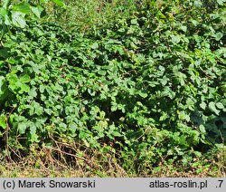 Rubus kaznowski