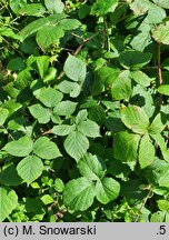Rubus kaznowski
