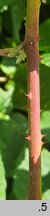 Rubus kaznowski