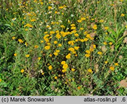 Anthemis tinctoria (rumian żółty)