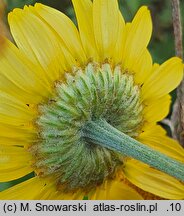 Anthemis tinctoria (rumian żółty)