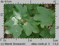 Ribes rubrum (porzeczka zwyczajna)