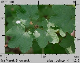 Ribes rubrum (porzeczka zwyczajna)
