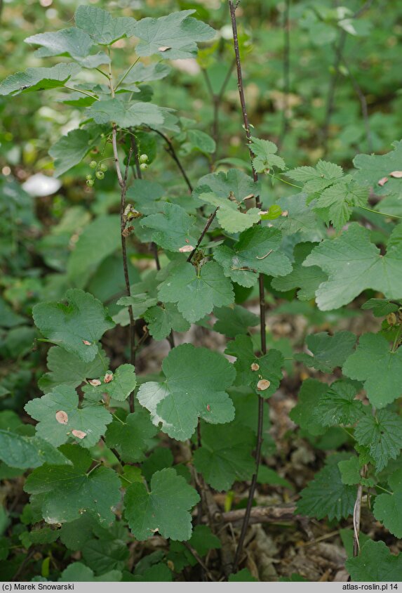 Ribes rubrum (porzeczka zwyczajna)