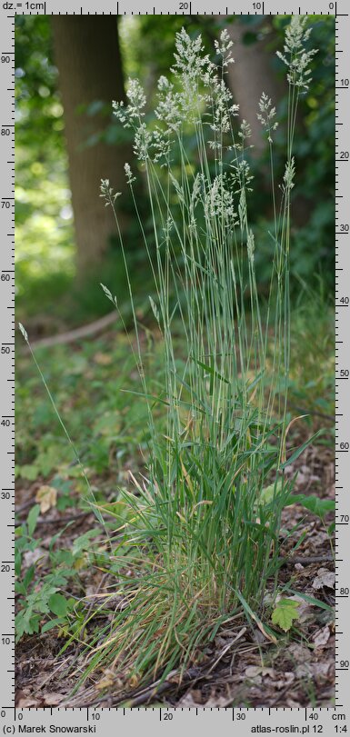 Holcus lanatus (kłosówka wełnista)
