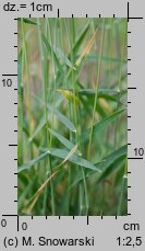 Holcus lanatus (kłosówka wełnista)