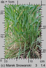Holcus lanatus (kłosówka wełnista)