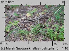Poa remota (wiechlina odległokłosa)