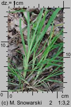 Poa remota (wiechlina odległokłosa)