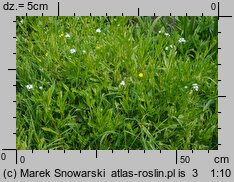 Myosotis palustris ssp. laxiflora (niezapominajka błotna luźnokwiatowa)