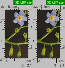 Myosotis palustris ssp. laxiflora (niezapominajka błotna luźnokwiatowa)