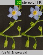 Myosotis palustris ssp. laxiflora (niezapominajka błotna luźnokwiatowa)