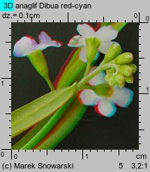 Myosotis palustris ssp. laxiflora (niezapominajka błotna luźnokwiatowa)