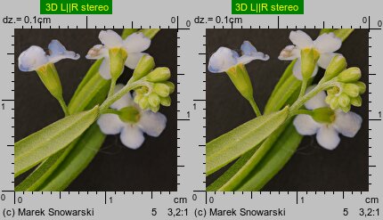 Myosotis palustris ssp. laxiflora (niezapominajka błotna luźnokwiatowa)