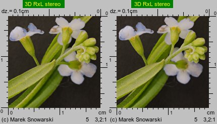 Myosotis palustris ssp. laxiflora (niezapominajka błotna luźnokwiatowa)