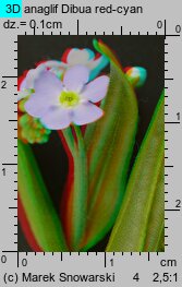 Myosotis palustris ssp. laxiflora (niezapominajka błotna luźnokwiatowa)