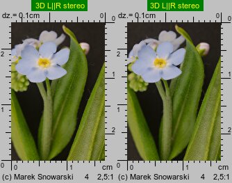 Myosotis palustris ssp. laxiflora (niezapominajka błotna luźnokwiatowa)