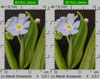 Myosotis palustris ssp. laxiflora (niezapominajka błotna luźnokwiatowa)