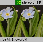 Myosotis palustris ssp. laxiflora (niezapominajka błotna luźnokwiatowa)