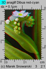 Myosotis palustris ssp. laxiflora (niezapominajka błotna luźnokwiatowa)