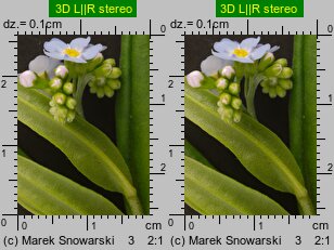 Myosotis palustris ssp. laxiflora (niezapominajka błotna luźnokwiatowa)