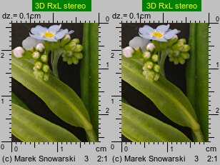Myosotis palustris ssp. laxiflora (niezapominajka błotna luźnokwiatowa)