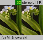 Myosotis palustris ssp. laxiflora (niezapominajka błotna luźnokwiatowa)