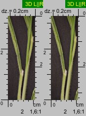 Holcus lanatus (kłosówka wełnista)