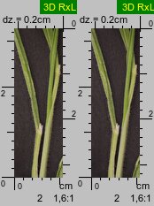 Holcus lanatus (kłosówka wełnista)