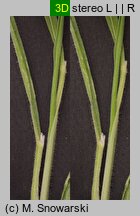 Holcus lanatus (kłosówka wełnista)