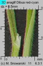 Holcus lanatus (kłosówka wełnista)