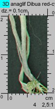 Holcus lanatus (kłosówka wełnista)