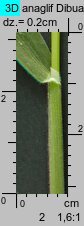 Holcus lanatus (kłosówka wełnista)