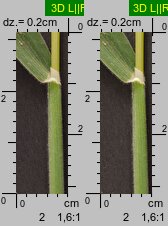 Holcus lanatus (kłosówka wełnista)