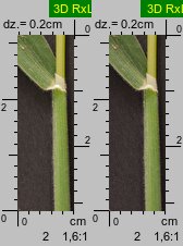 Holcus lanatus (kłosówka wełnista)