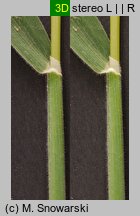 Holcus lanatus (kłosówka wełnista)