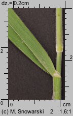Holcus lanatus (kłosówka wełnista)