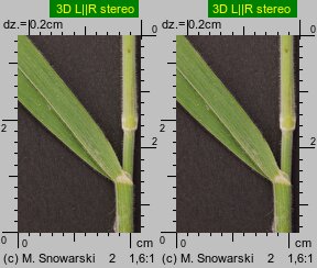 Holcus lanatus (kłosówka wełnista)