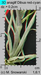 Holcus lanatus (kłosówka wełnista)