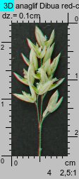 Holcus lanatus (kłosówka wełnista)